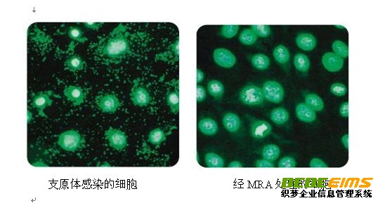 支原体去除试剂MRA具有强的抵制支原体活性，使用方便及作用浓度低，细胞毒性
