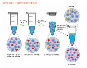 Corning ® X-MINI ®分选试剂盒