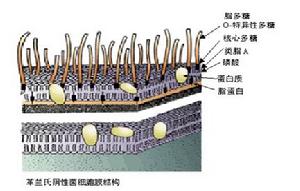 内毒素 内毒素