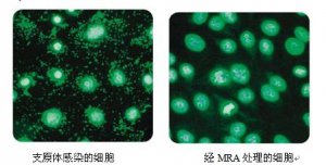 <b> 现货促销  支原体去除试剂（MRA）</b>