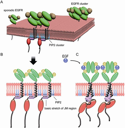 离子型蛋白-磷脂相互作用介导的EGFR蛋白质膜成簇模型示意图