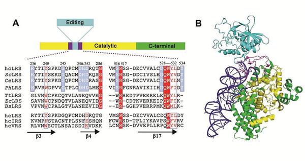 我国科学家解析人胞质亮氨酰-tRNA合成酶的CP发卡结构域