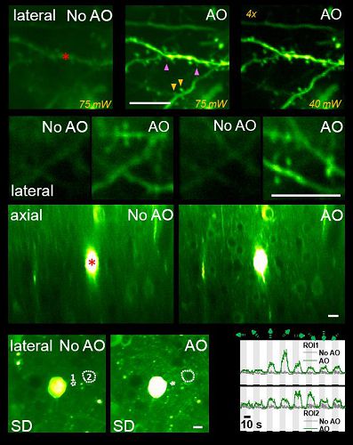 Nature方法:中美合作成功研制新型自适应光学双光子荧光显微镜