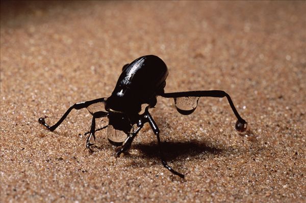 PNAS:生物复制型假虫模型揭示雄性甲虫的交配响应
