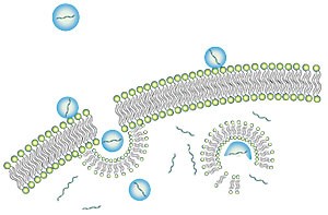 GeneTrans 转染试剂