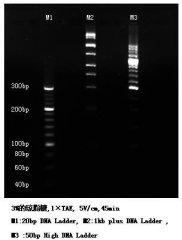 HPAGAROSE 高分辨率琼脂糖